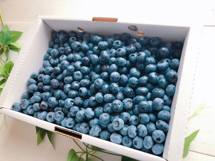ブルーベリーが旬の安い時には1キロ箱買い♡