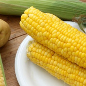 ふっくらジューシー?シャキシャキ食感?好み別「とうもろこし」の茹で方まとめ