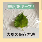 鮮度をキープ!大葉の保存方法