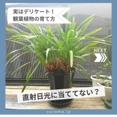 実はデリケート!観葉植物の育て方 直射日光に当てない?
