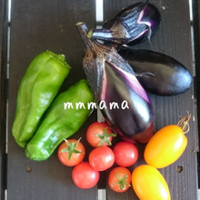 【家庭菜園】無農薬で育てる為にしていること☆NO虫