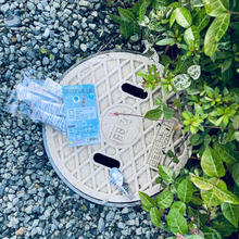 雨上がりには害虫が発生しやすので気をつけて!