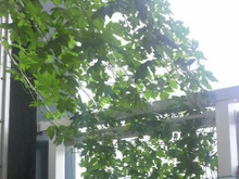 このグリーンも立派な日除けです🌿毎年、見事な実が❢