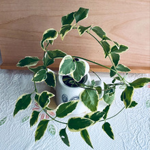 アイビーを使ってインテリア