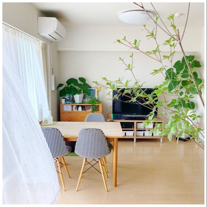 “枝もの”なら気軽に部屋でグリーンを楽しめます♬