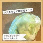 シナっとさせない!レタスの裏技 つまようじで鮮度をキープ