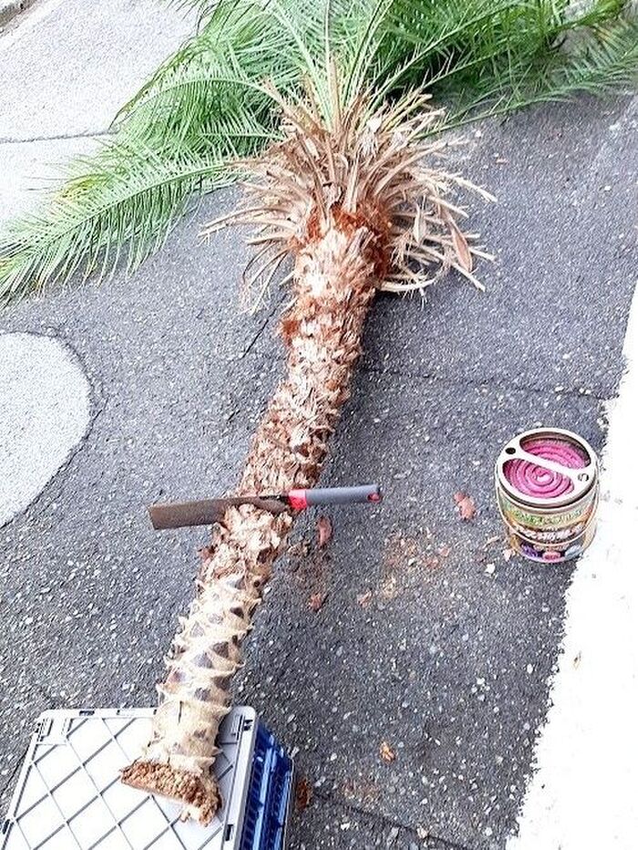 一番大きなヤシ・フェニックス ロベレニー◆切り倒し