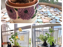 【IKEA】トレイテーブル活用