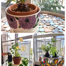 【IKEA】トレイテーブル活用