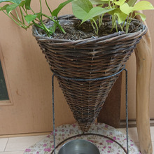 三角コーンの仲良し「ポトス」 ᗰØ₵Ⱨ𝕚 Ƥ₳₱𝔸の ば あ い