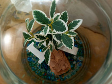 ★テラリウム★100均フェイクグリーン★花瓶を使って小さなお庭