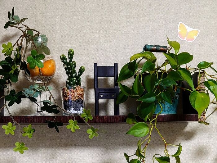 基本、垂れ下がる植物が好きです