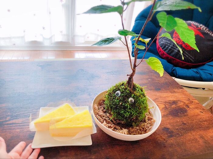 手作り十和田奥入瀬モスボール♡家族のように可愛いこけ玉♡