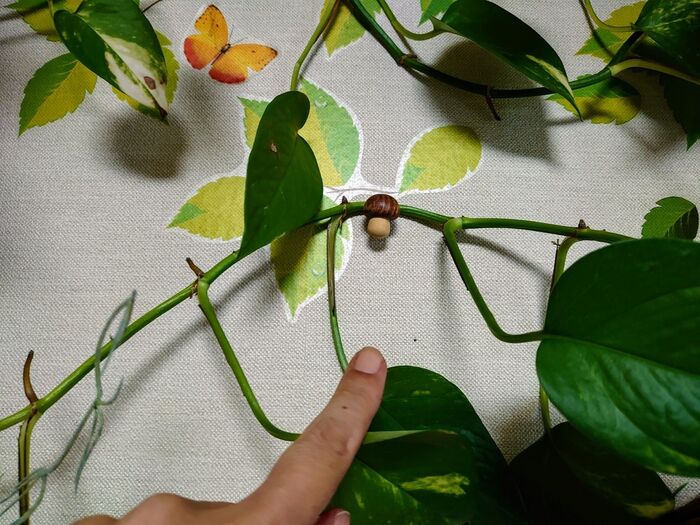 きのこ型の画鋲やコルクでおさえる