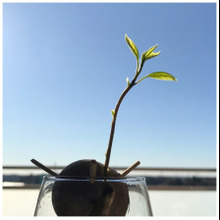 キッチンの窓辺に癒やしのグリーン♬