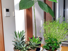 キッチングリーンはリボベジで🎵