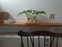 空き瓶で水栽培