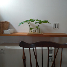 空き瓶で水栽培