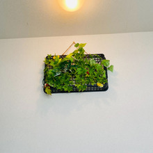 フェイクグリーンで壁アート♪(๑ᴖ◡ᴖ๑)♪