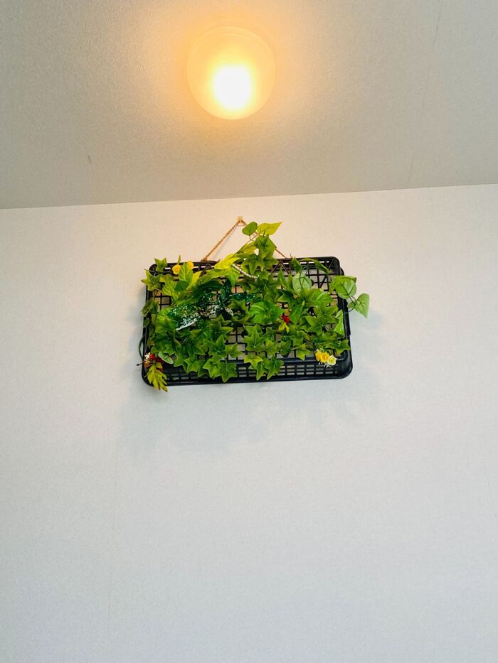 フェイクグリーンで壁アート♪(๑ᴖ◡ᴖ๑)♪