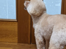 ♪ピンポ~ン♪で けたたましく吠える愛犬に困ったら・・・