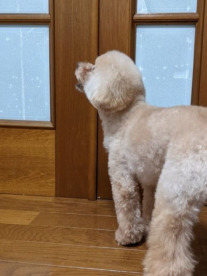 ♪ピンポ~ン♪で けたたましく吠える愛犬に困ったら・・・
