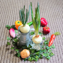 野菜だって立派な観葉です❢❢❢ 観葉植物ならぬ観葉野菜