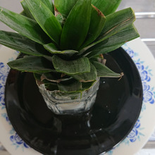 1Lのペットで簡単、🍍pineappleの水栽培!! リボベジ!!