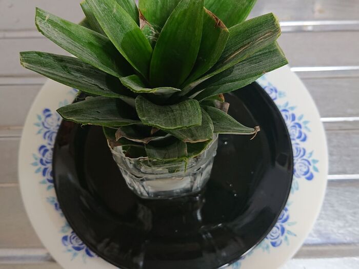 1Lのペットで簡単、🍍pineappleの水栽培!! リボベジ!!