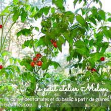 カーテン全開にしたいけど丸見えは嫌!ブラインドはミニトマトで♪