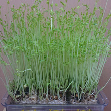 家の中に・・・・bushが出現した ❕❕