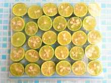 簡単!すだちの保存法!