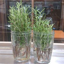 リボベジ 「Rosemary」 ローズマリー 発根率 100%