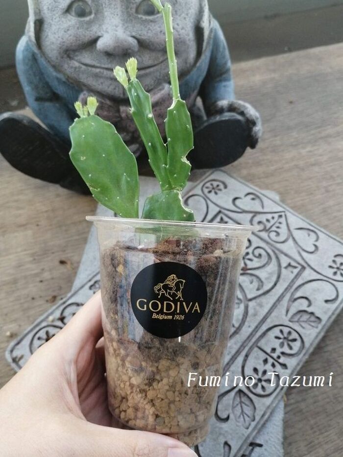 GODIVAのプラカップをオシャレ植木鉢として再利用