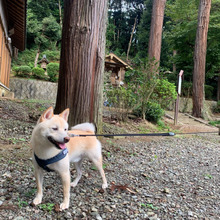 金運UPのために実践している愛犬との神社巡り