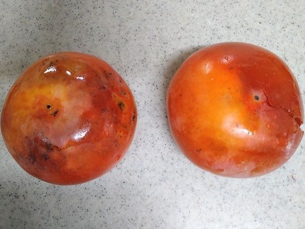熟した柿
