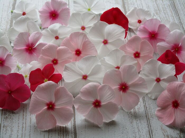 ピンク色の日日草花言葉は、優しい追憶