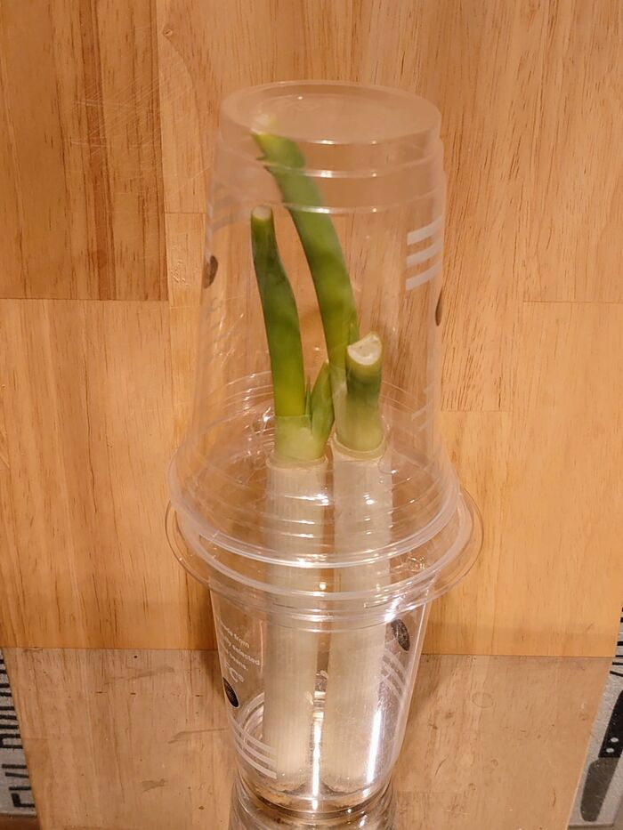 カップを押し上げる程成長