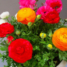 金運アップな花って?♡西に飾ると良いお花は?愛らしい花姿!ラナンキュラス♪花言葉は?