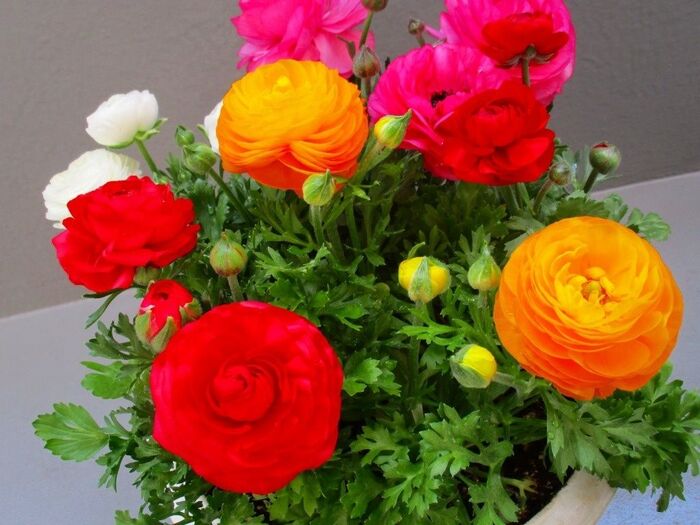 金運アップな花って?♡西に飾ると良いお花は?愛らしい花姿!ラナンキュラス♪花言葉は?