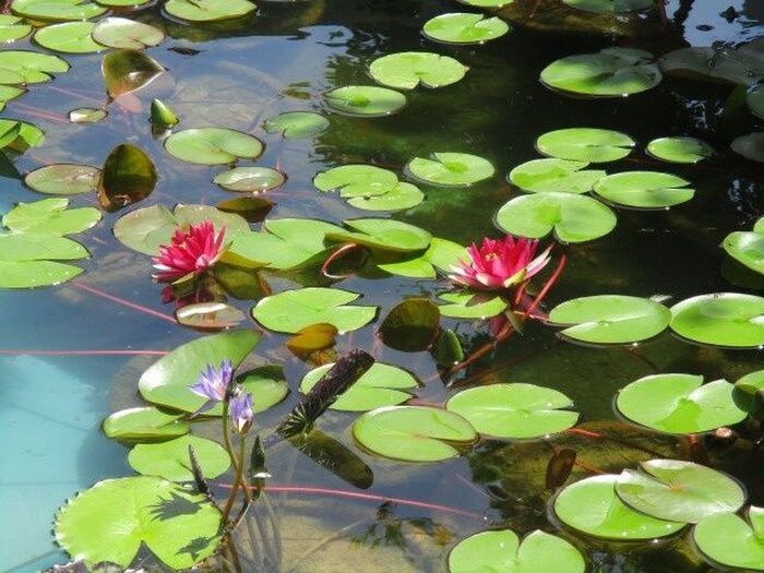 大塚国際美術館の睡蓮の花