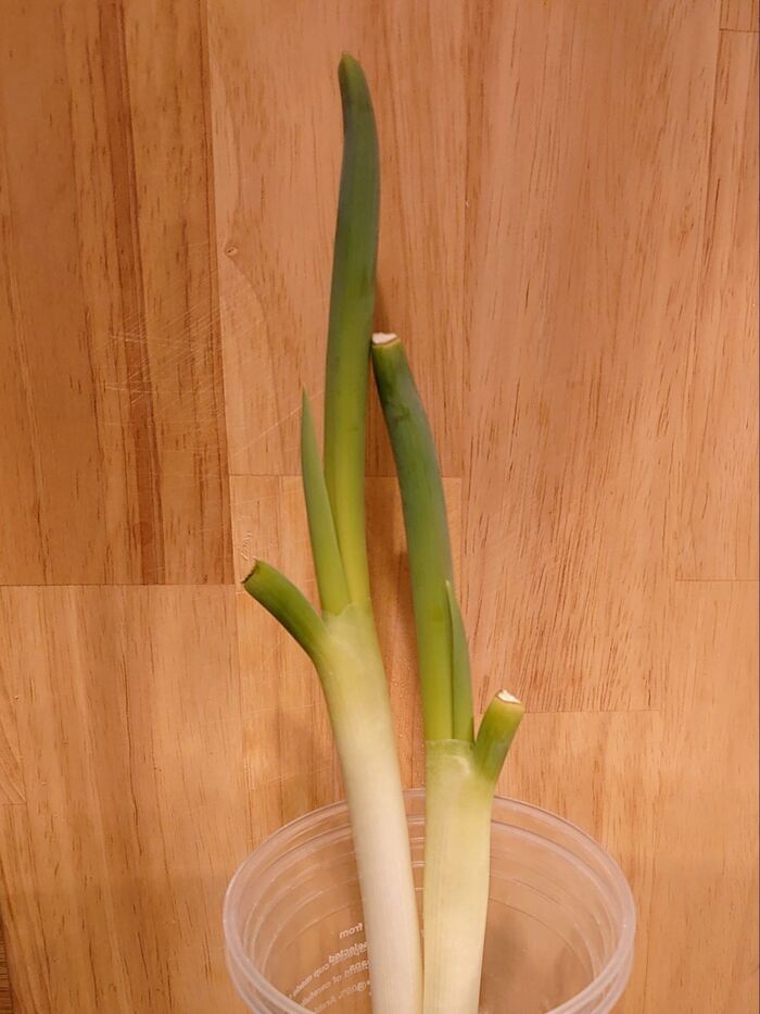 丁度、2週間 外側の皮がパリパリになったので3枚剥きました