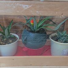 🍍パイナップルのお家🍍CATHERINE 🍍Stephanie 🍍Kristopher