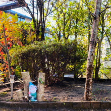 レンガのこびりついた苔は雨が降った次の日が狙い目🎶