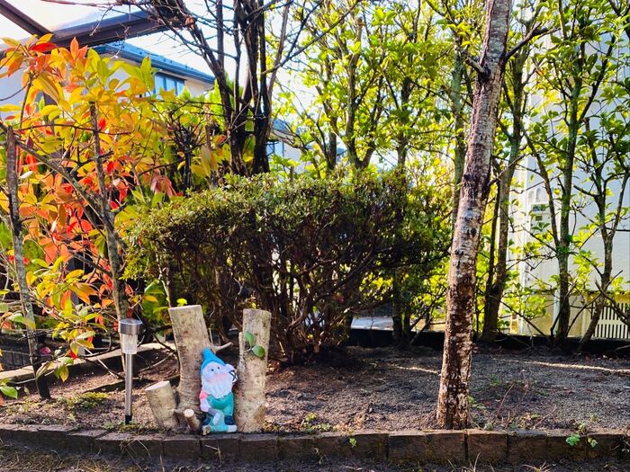 レンガのこびりついた苔は雨が降った次の日が狙い目🎶