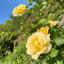 コロナ禍こそ健康的に楽しもう! 『おしゃべりウォーキング』のすすめ