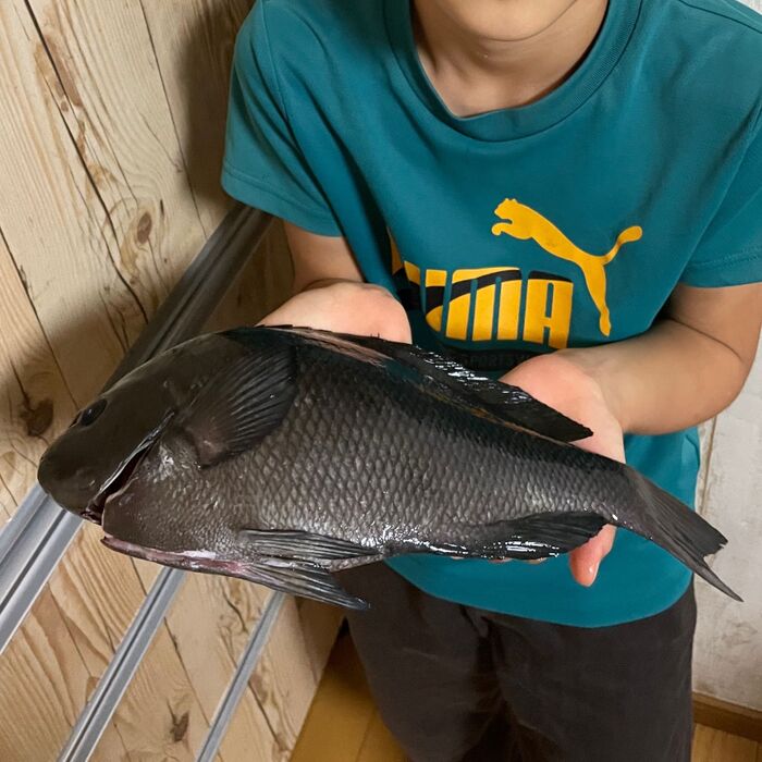 魚はプラチョコで