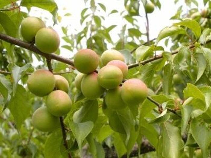 梅の実とお酢は最強コンビ