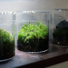 初心者でもトライしやすい「苔リウム」