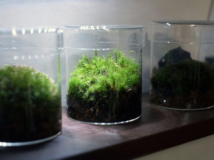 初心者でもトライしやすい「苔リウム」